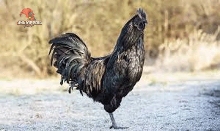 Panduan Lengkap Budidaya Ayam Kedu untuk Pemula