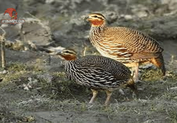 Panduan Lengkap Memelihara Ayam Burung untuk Pemula