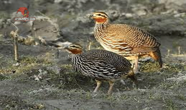 Panduan Lengkap Memelihara Ayam Burung untuk Pemula