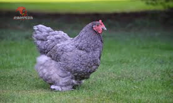 Panduan Lengkap Memelihara Ayam Cochin untuk Hobi dan Kontes