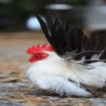 Panduan Lengkap Memelihara Ayam Jepang di Rumah