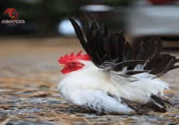 Panduan Lengkap Memelihara Ayam Jepang di Rumah