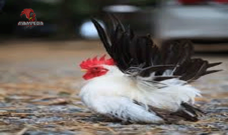 Panduan Lengkap Memelihara Ayam Jepang di Rumah
