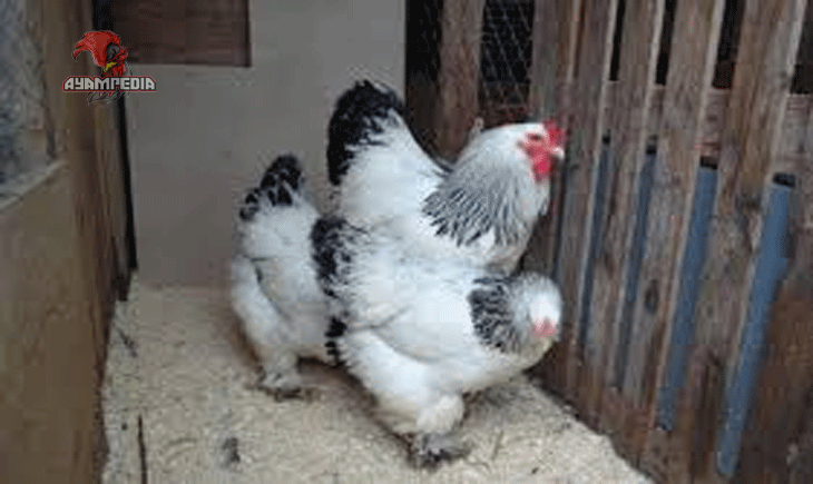 Panduan Lengkap Merawat Ayam Brahma agar Tetap Sehat dan Menarik