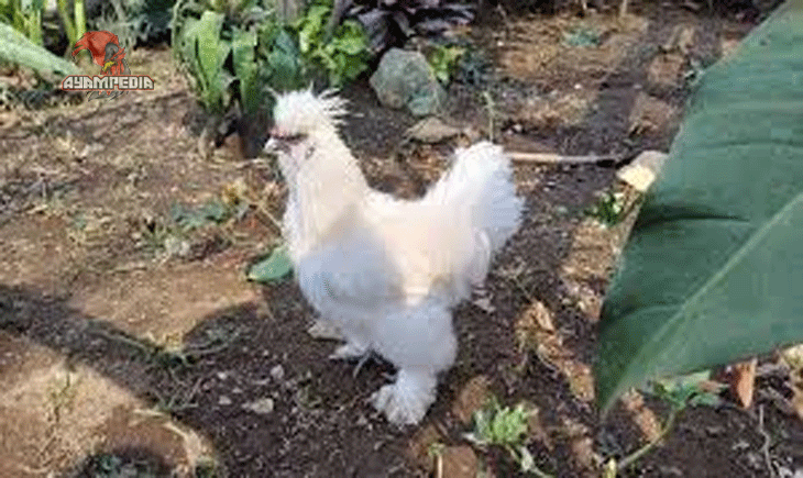 Panduan Merawat Ayam Kapas agar Sehat dan Menawan