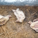 Penyebab dan Cara Mengobati Penyakit Pernapasan Kronis Ayam