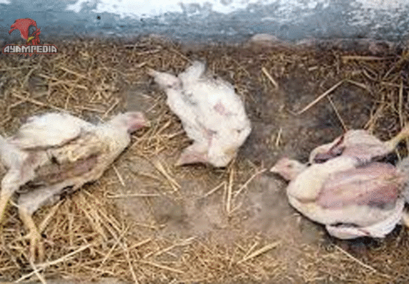 Penyebab dan Cara Mengobati Penyakit Pernapasan Kronis Ayam