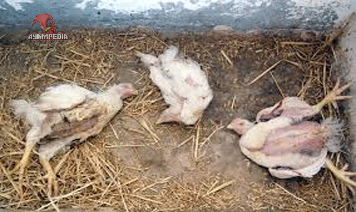 Penyebab dan Cara Mengobati Penyakit Pernapasan Kronis Ayam