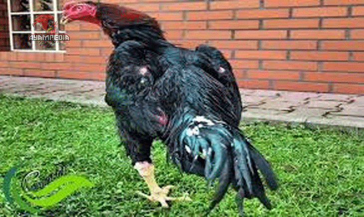 Rahasia Daya Tarik Ayam Shamo bagi Pecinta Ayam Aduan dan Hias