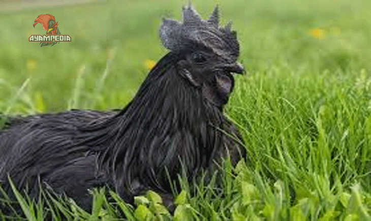 Rahasia Sukses Menjual Ayam Cemani dengan Harga Premium
