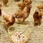Rahasia di Balik Kokok dan Petelur Tentang Ayam