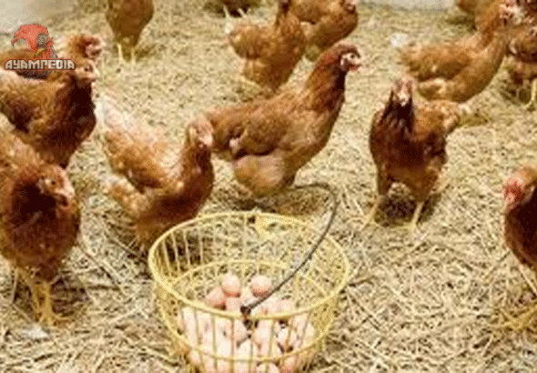 Rahasia di Balik Kokok dan Petelur Tentang Ayam