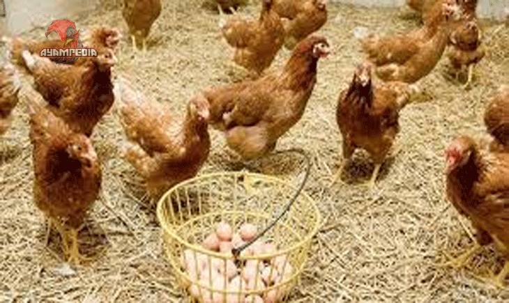 Rahasia di Balik Kokok dan Petelur Tentang Ayam