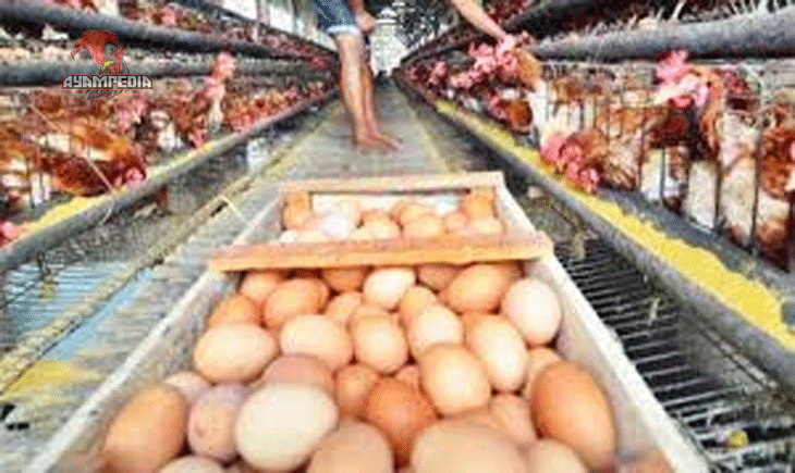 Strategi Pemasaran Telur Ayam untuk Peternak Skala Kecil