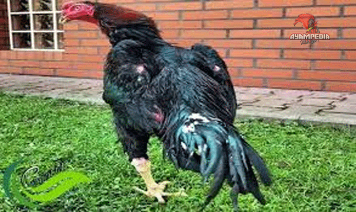 Cara Beternak Ayam Shamo Dengan Benar Dan Baik