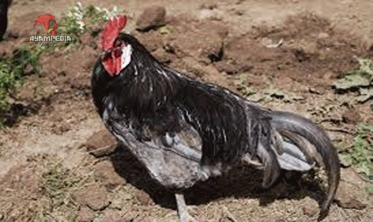 Cara Merawat Ayam Blue Andalusian agar Tetap Sehat dan Indah