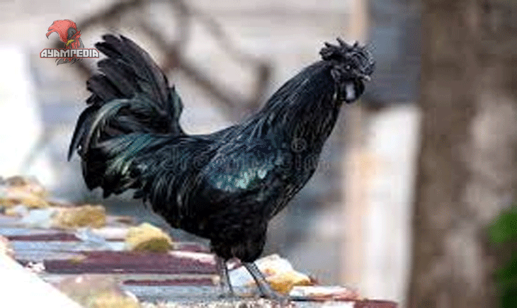 Cara Mudah Beternak Ayam Kadaknath untuk Pemula