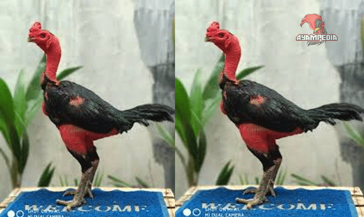 Karakter dan Kebiasaan Ayam Ga Noi Yang banyak tidak di ketahui