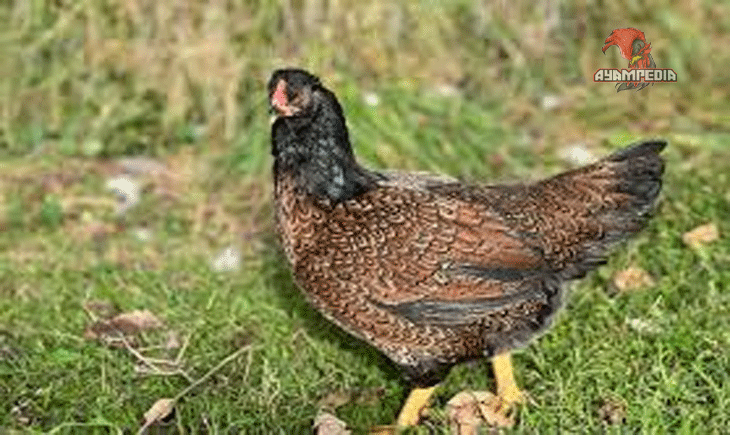 Kelebihan dan Kekurangan Ayam Indian yang Perlu Diketahui