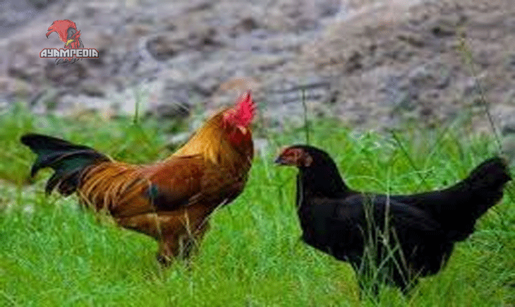 Kelebihan dan Kekurangan Ayam Kampung yang Wajib Diketahui