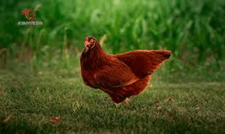 Keunggulan Ayam Buckeye Dibandingkan Ras Ayam Lainnya