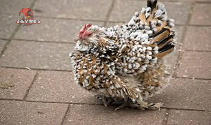 Keunikan Bulu Keriting yang Memikat Pecinta Unggas Ayam Frizzle