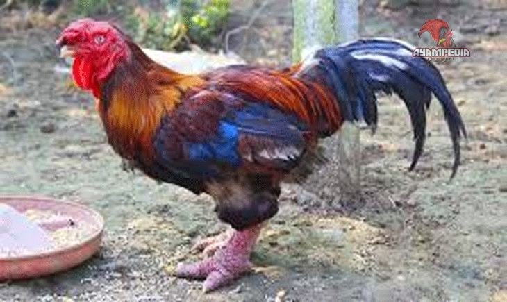 Mengenal Ayam Dong Tao Eksotis dengan Kaki Besar yang Unik