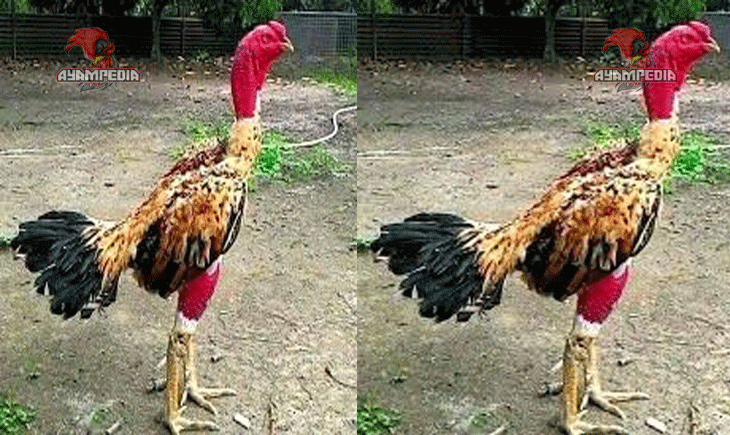 Mengenal Ayam Ga Noi Petarung Tangguh dari Vietnam yang Mendunia