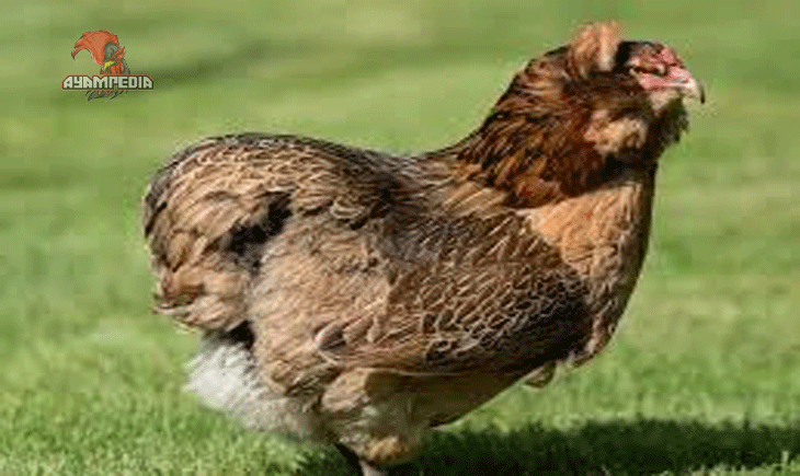 Mengulas Kelebihan dan Kekurangan Ayam Cochin
