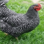 Panduan Beternak Ayam Kuroiler untuk Pemula agar Sukses