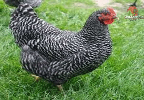 Panduan Beternak Ayam Kuroiler untuk Pemula agar Sukses