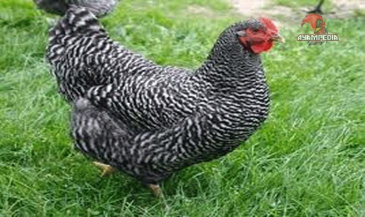Panduan Beternak Ayam Kuroiler untuk Pemula agar Sukses