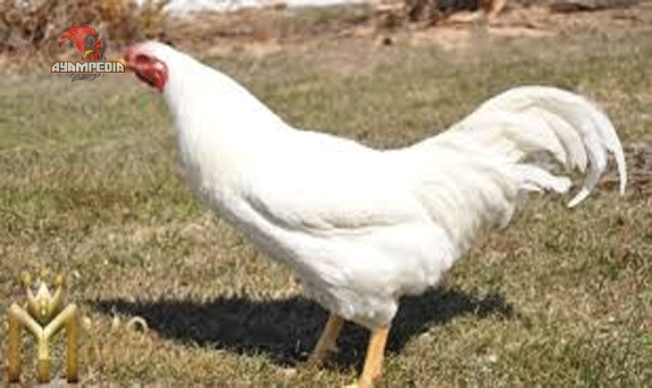 Panduan Lengkap Beternak Ayam Chantecler untuk Pemula