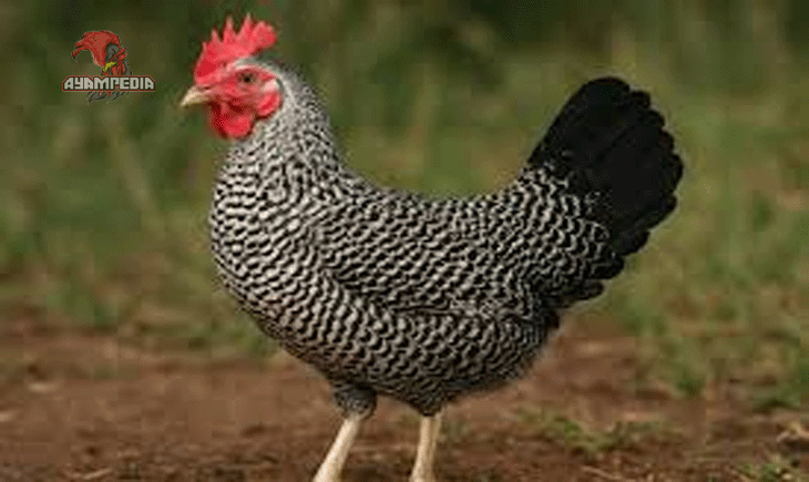Panduan Lengkap Beternak Ayam Fayoumi untuk Hasil Maksimal