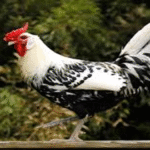Panduan Lengkap Beternak Ayam Hamburg untuk Pemula