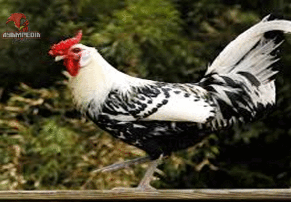 Panduan Lengkap Beternak Ayam Hamburg untuk Pemula