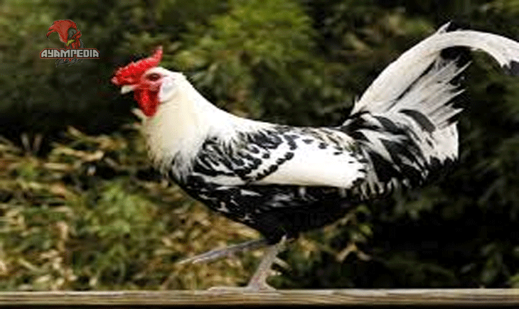 Panduan Lengkap Beternak Ayam Hamburg untuk Pemula