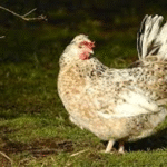 Panduan Lengkap Beternak Ayam Icelandic untuk Pemula