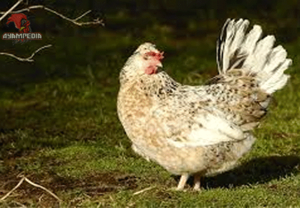 Panduan Lengkap Beternak Ayam Icelandic untuk Pemula