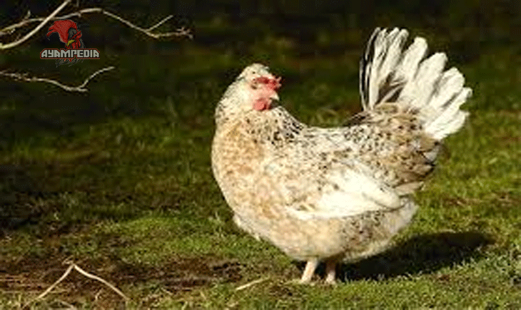 Panduan Lengkap Beternak Ayam Icelandic untuk Pemula