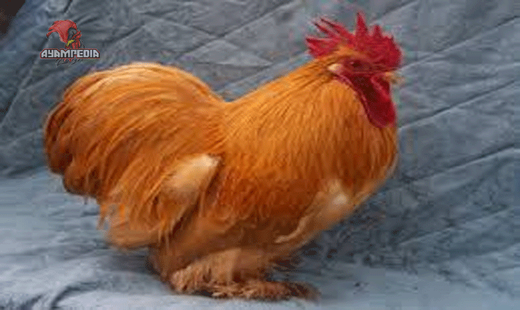 Panduan Lengkap Beternak Ayam Pekin untuk Pemula