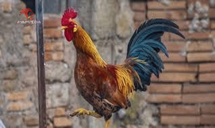 Panduan Lengkap Beternak Ayam Pelung untuk Pemula