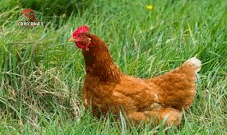Panduan Lengkap Beternak Ayam Red Shaver untuk Pemula