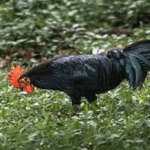 Panduan Lengkap Beternak Ayam Tomaru untuk Pemula