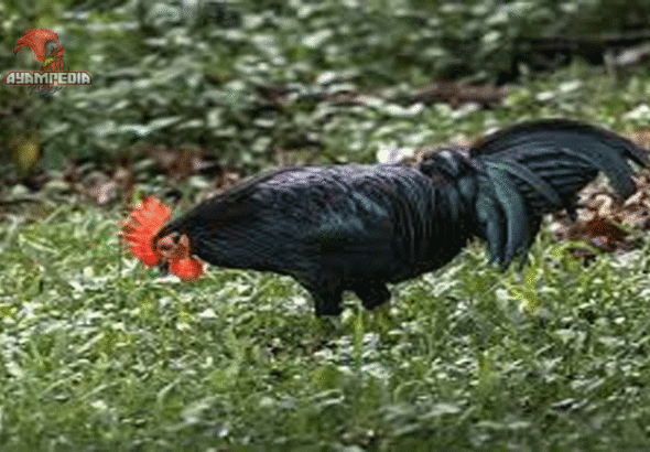 Panduan Lengkap Beternak Ayam Tomaru untuk Pemula