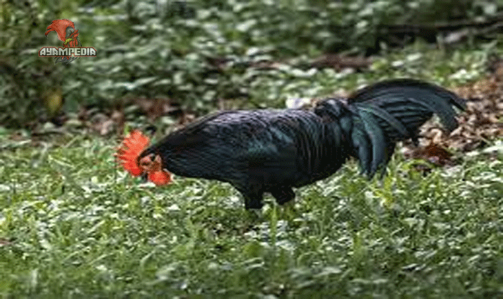 Panduan Lengkap Beternak Ayam Tomaru untuk Pemula