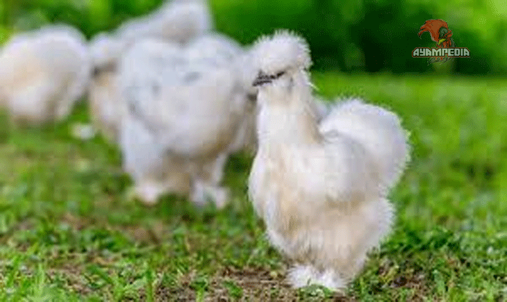 Peluang Bisnis Beternak Ayam American di Indonesia