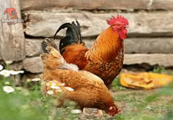 Peluang Bisnis Beternak Ayam Creole di Indonesia