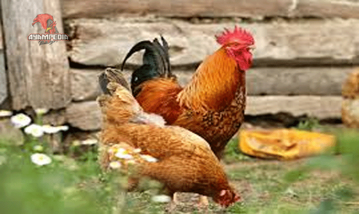 Peluang Bisnis Beternak Ayam Creole di Indonesia