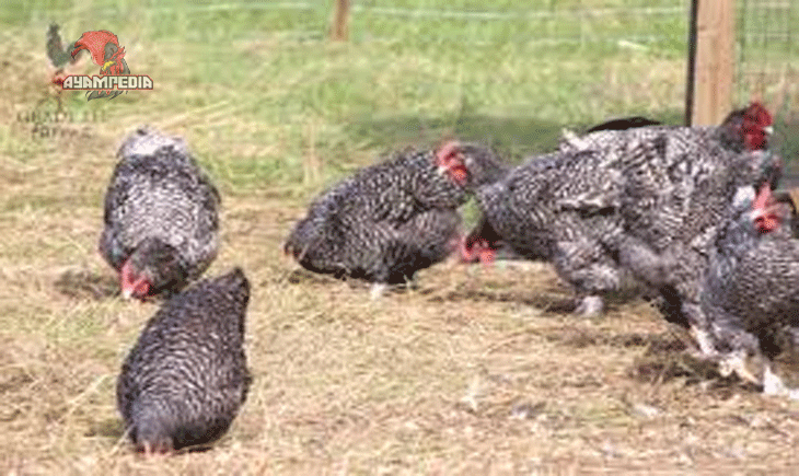 Potensi Usaha Beternak Ayam Malines di Indonesia